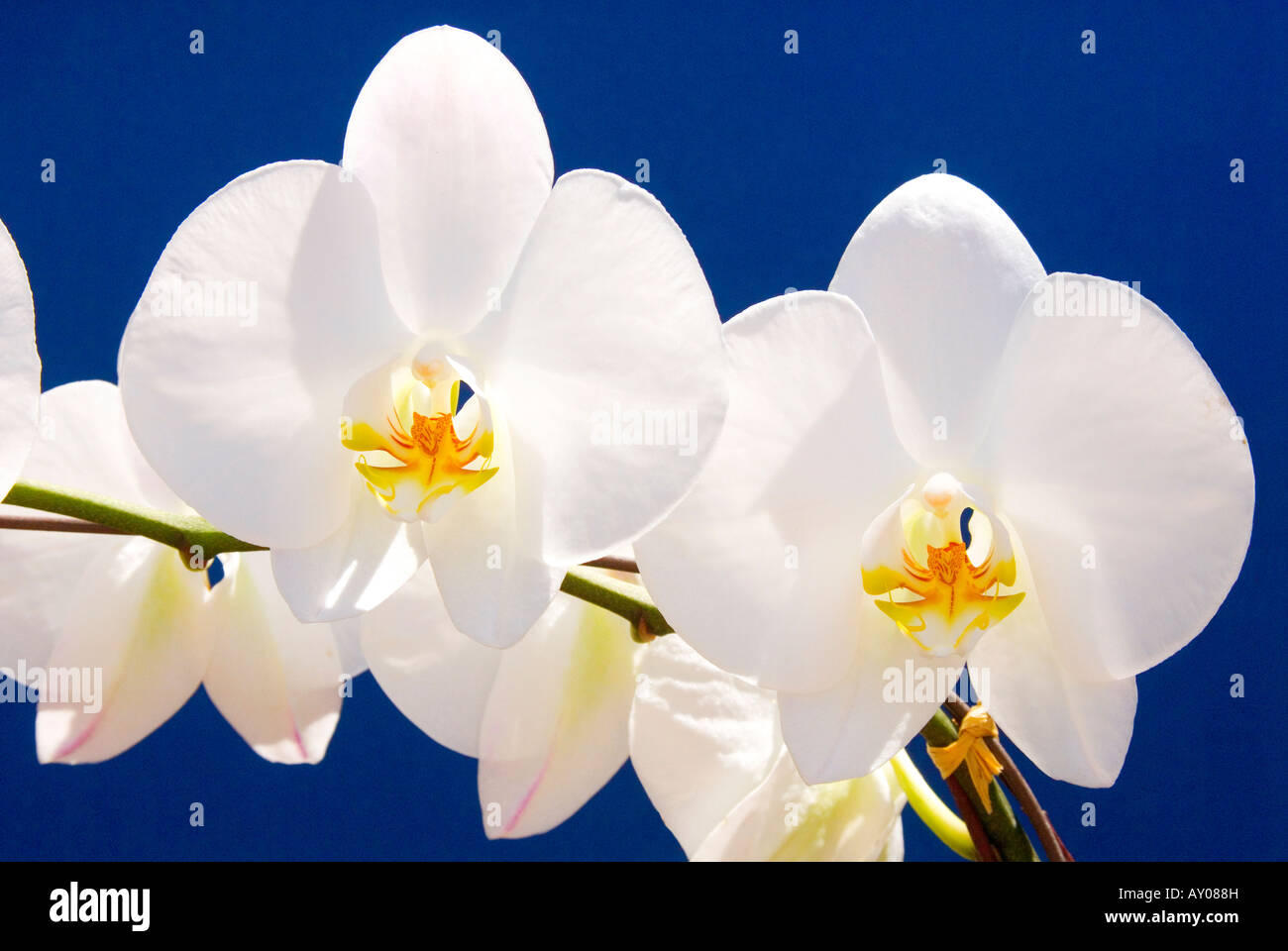 Imperial Orchid