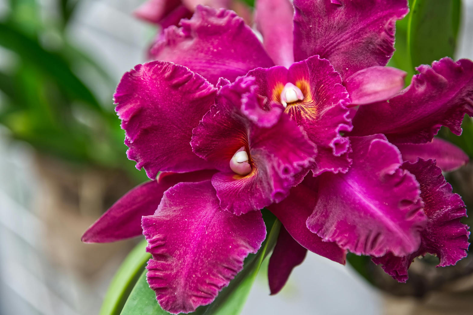 Imperial Orchids Cattleya