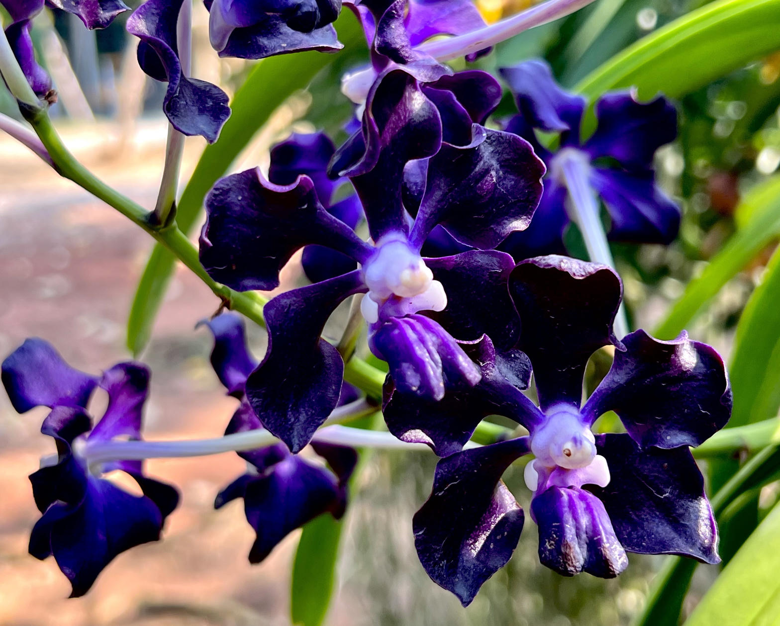 Imperial Orchid