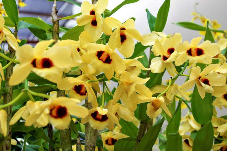 Imperial Orchid