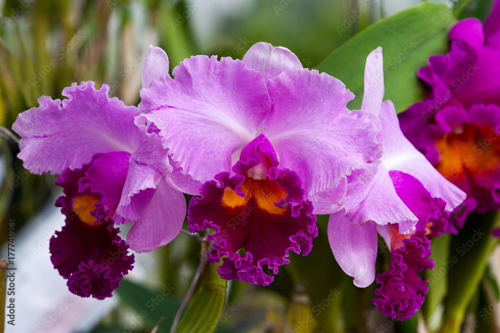 Imperial Orchid