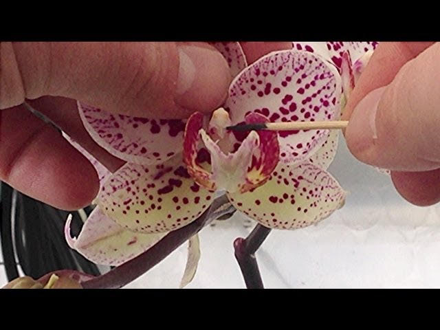 Imperial Orchids crossing — two parent plants pollinated by hand