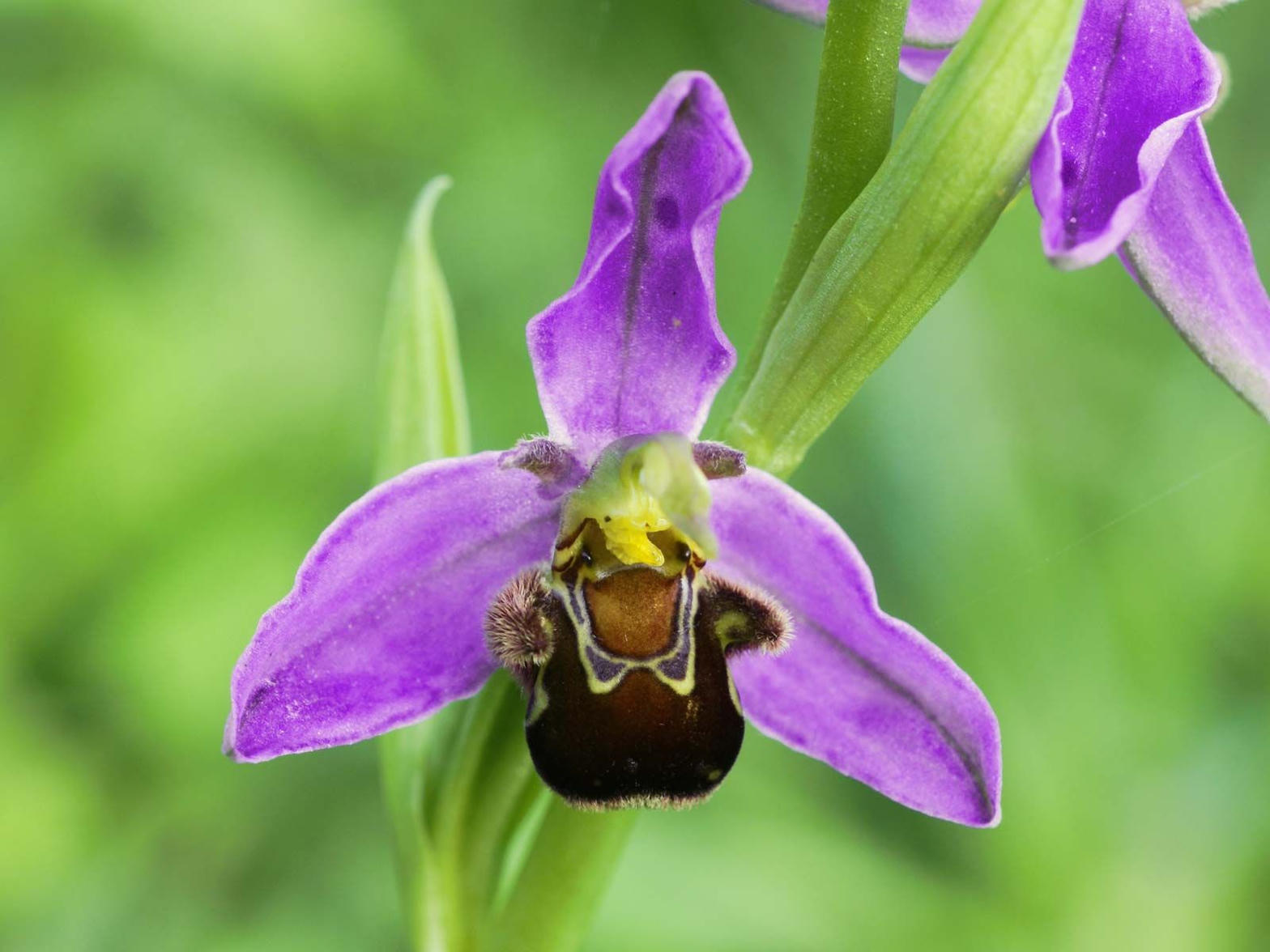 Imperial Orchids selfing — preserving a selected genetic line