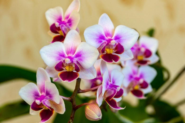 Imperial Orchids sibling crossing — strengthening chosen traits